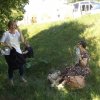 Róże Różańcowe na Jasnej Górze
